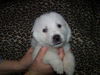 Polar