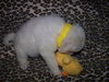 Polar