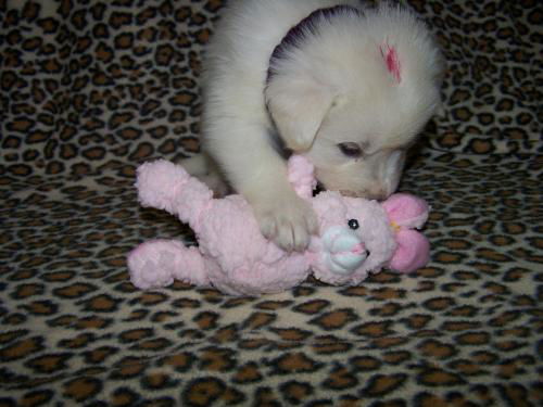 Pinky