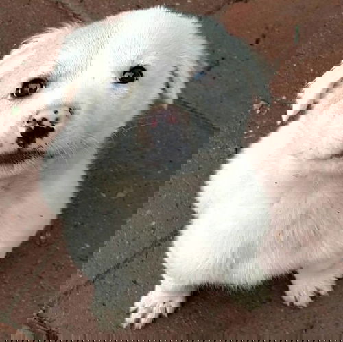 Rooby