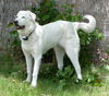 Rooby