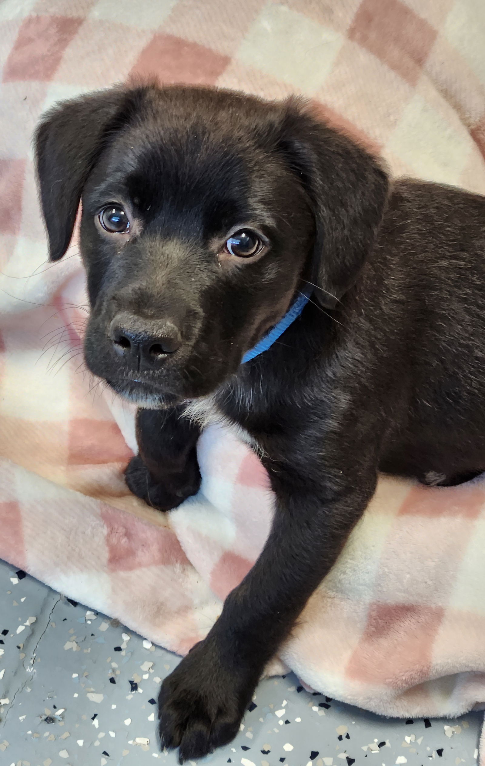 Dog for Adoption - Ralph, a Retriever in Benld, IL | Alpha Paw