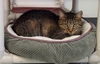 adoptable Cat in greenville, IL named Dumplin