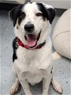 adoptable Dog in  named Boomer