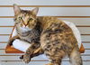 adoptable Cat in greenville, IL named Dahlia