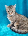 Itty Bitty Charlie - Photo 1