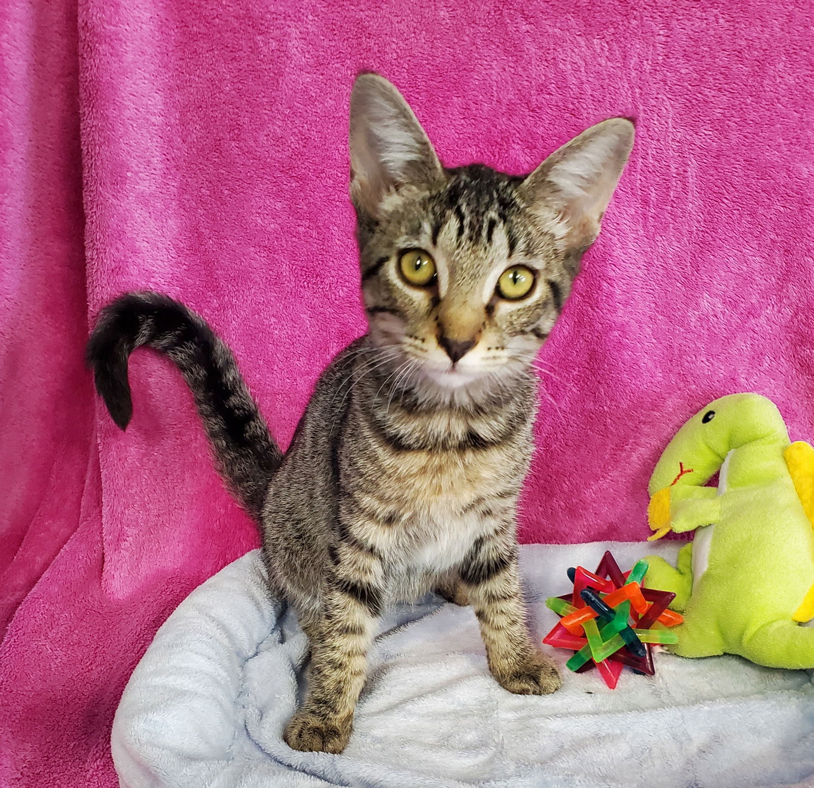 adoptable Cat in Greenville, IL named Stripey