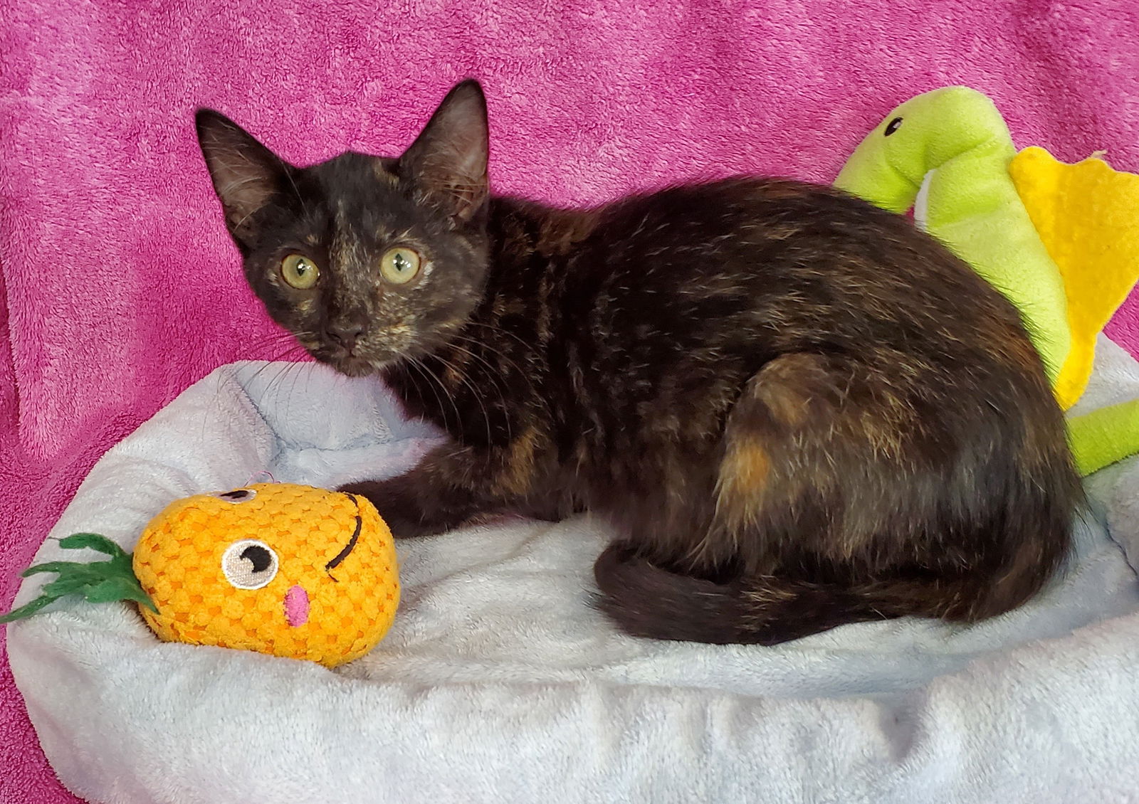 adoptable Cat in Greenville, IL named Tootsie