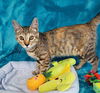 adoptable Cat in Greenville, IL named Chrissy