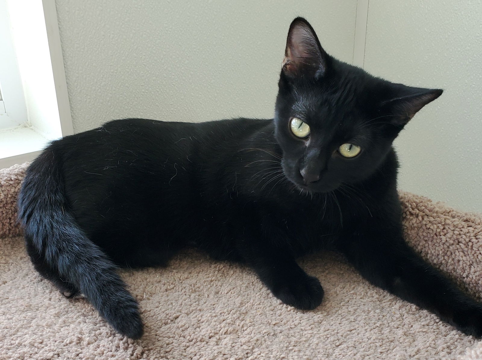 adoptable Cat in Greenville, IL named Curry