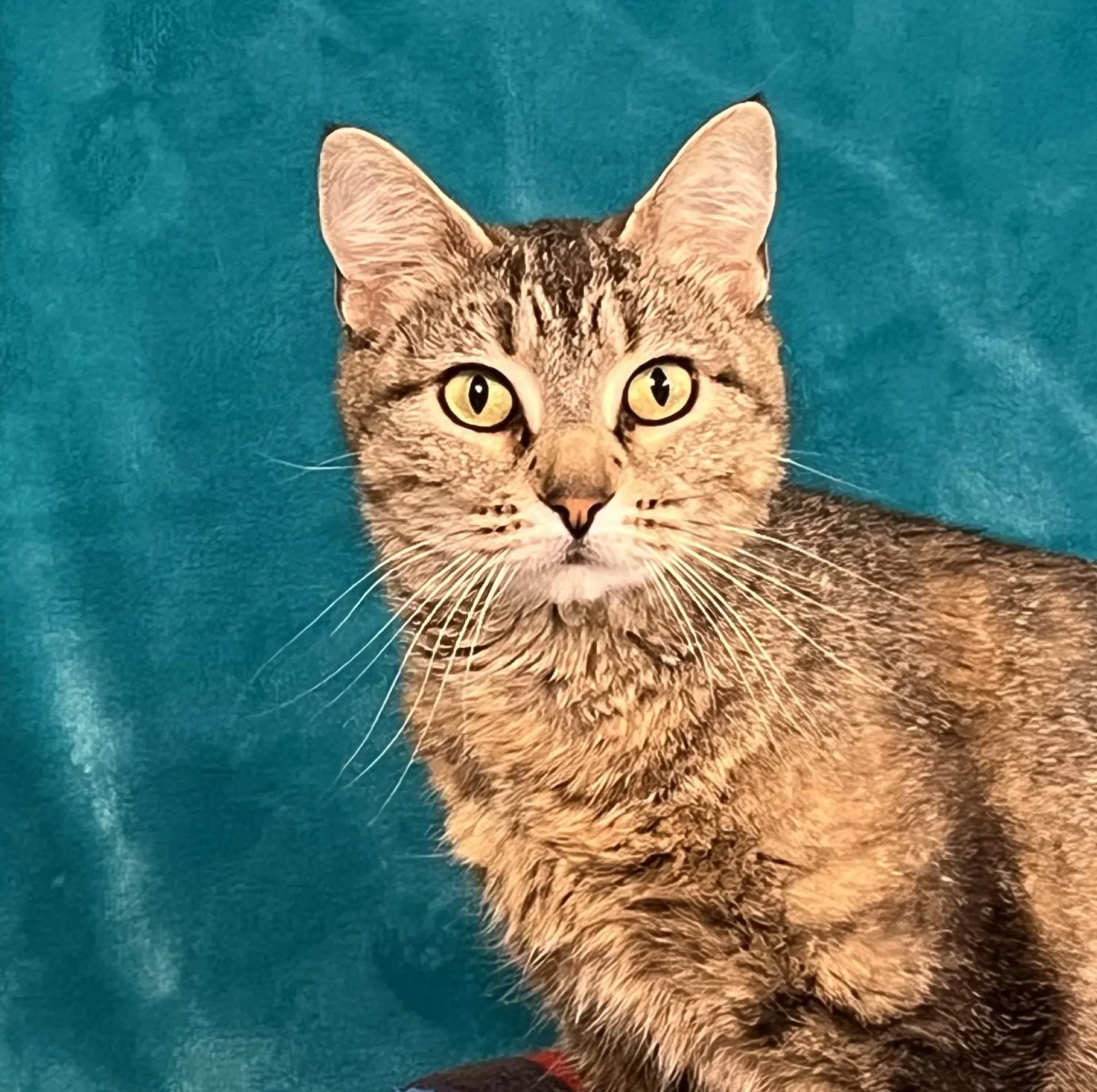 Padm - Domestic Short Hair