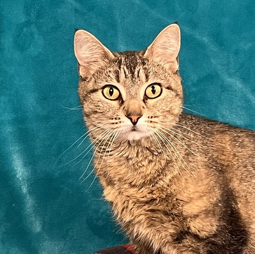 picture of the cat needing adoption