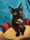 adoptable Cat in Greenville, IL named Athena