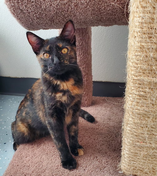picture of the cat needing adoption