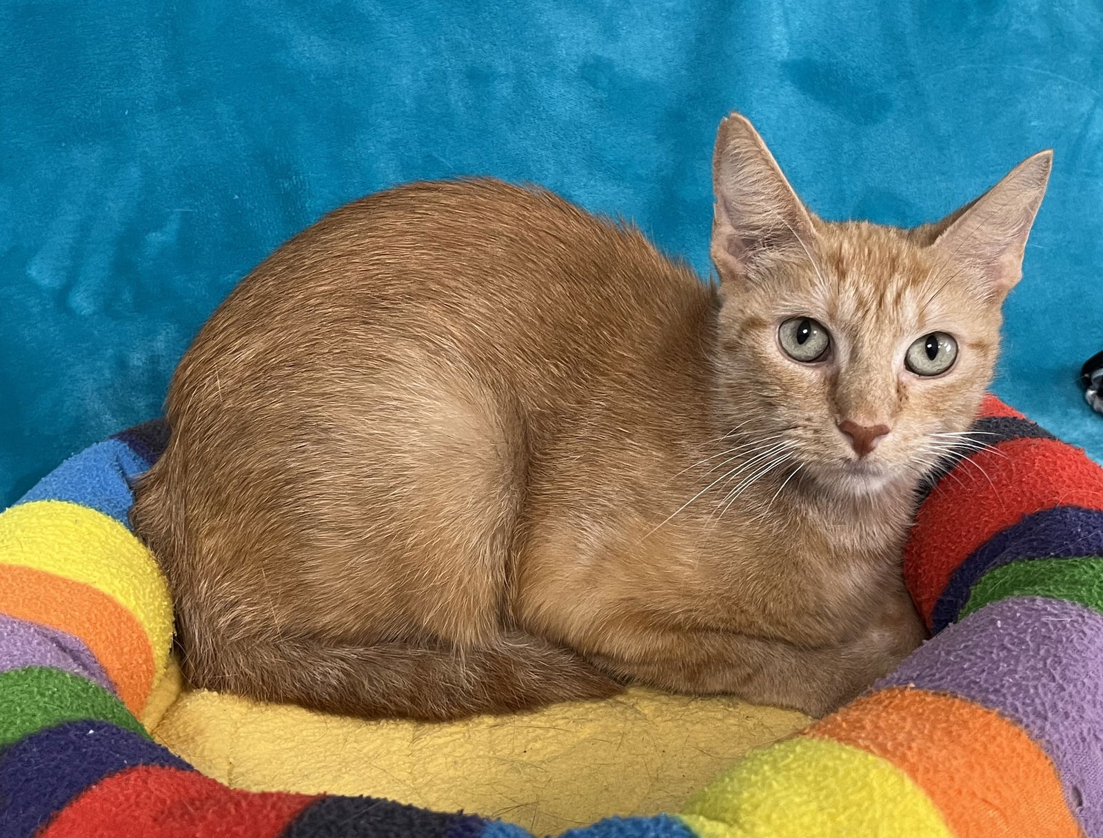 adoptable Cat in Greenville, IL named Venus