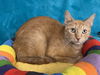 adoptable Cat in greenville, IL named Venus