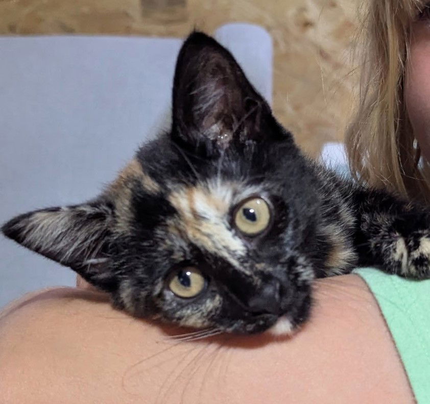 adoptable Cat in Greenville, IL named Treats