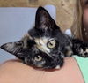 adoptable Cat in greenville, IL named Treats