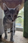 adoptable Cat in , IL named Frosty