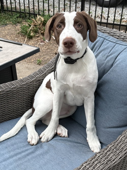 picture of the dog needing adoption