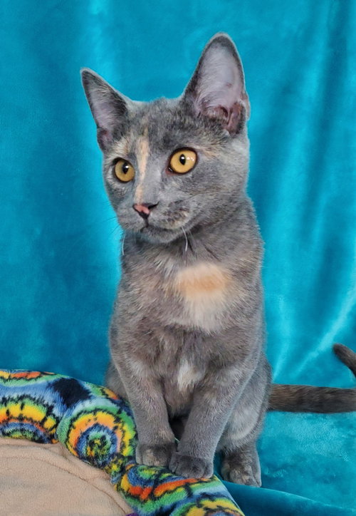 picture of the cat needing adoption