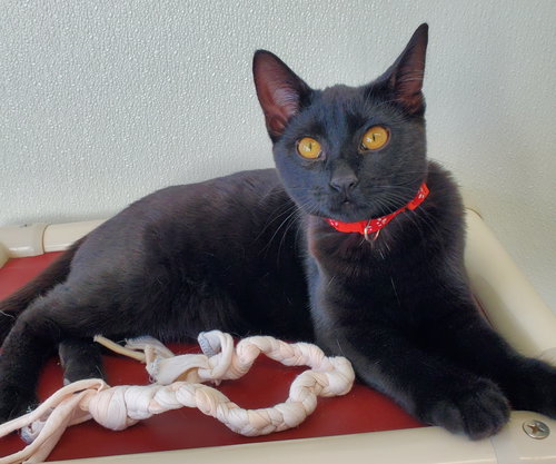 picture of the cat needing adoption