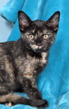 adoptable Cat in greenville, IL named Rose
