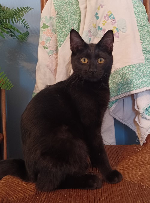 picture of the cat needing adoption