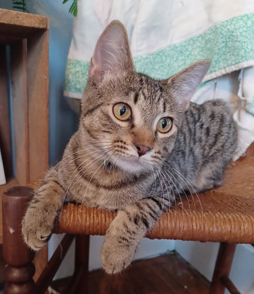 picture of the cat needing adoption