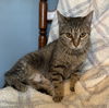 adoptable Cat in greenville, IL named Tawny