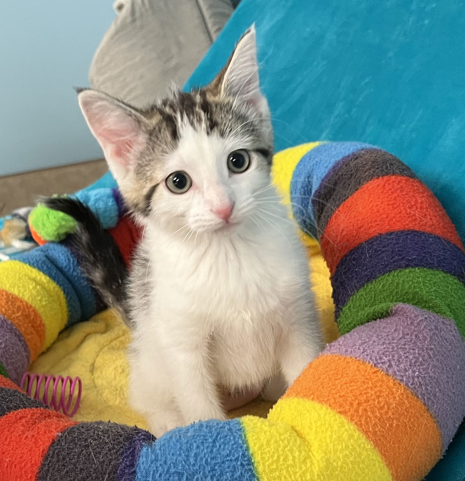 adoptable Cat in Greenville, IL named Mercedes