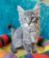 adoptable Cat in  named Arthur