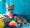 adoptable Cat in greenville, IL named Percival