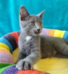 adoptable Cat in greenville, IL named Lancelot