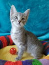 adoptable Cat in greenville, IL named Guinevere