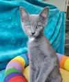 adoptable Cat in , IL named Morgana