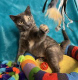 picture of the cat needing adoption