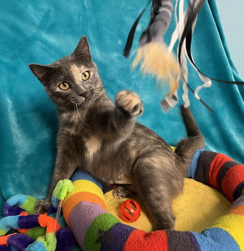 LILAC - Domestic Short Hair available for adoption