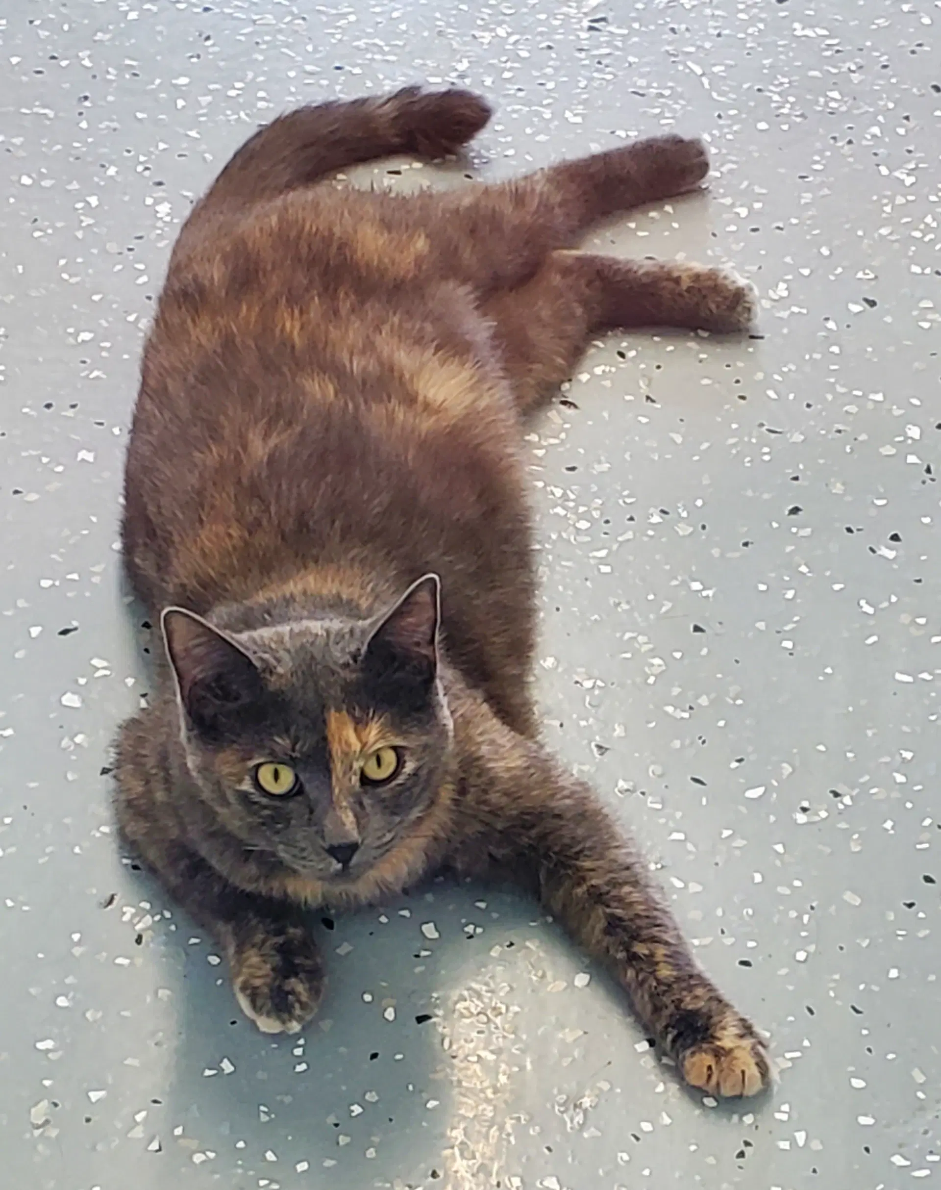 Lilac - Domestic Short Hair