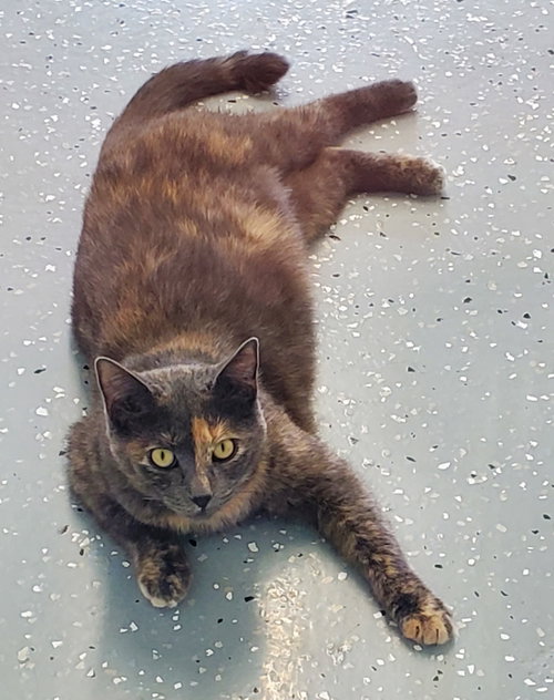 Lilac, a cat for adoption from Bond County Humane Society