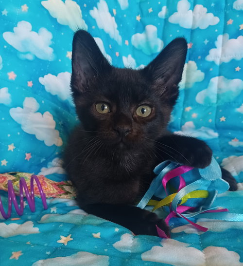 picture of the cat needing adoption