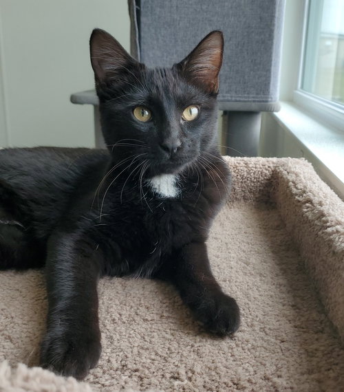 picture of the cat needing adoption