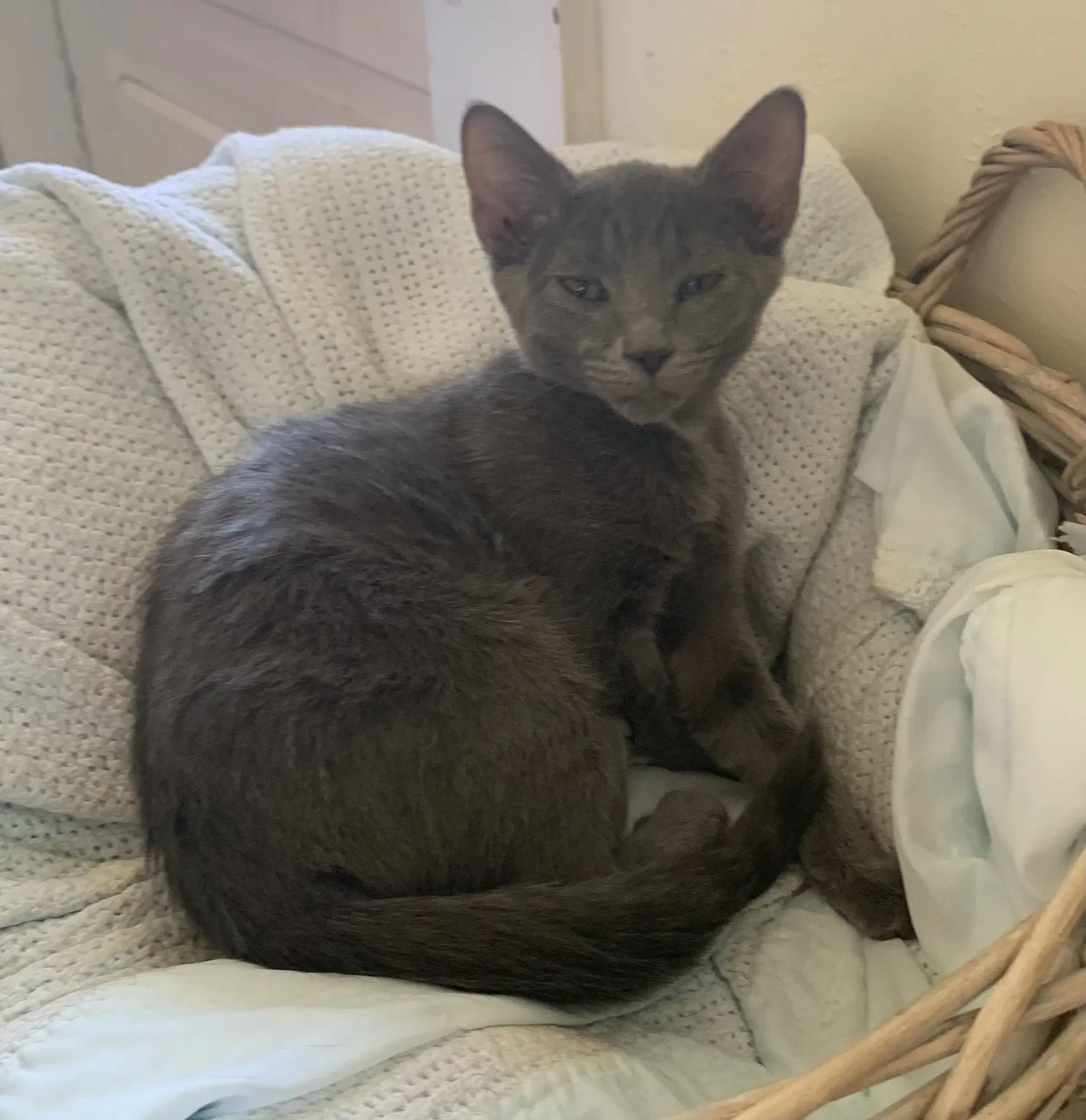 Smitten - Domestic Short Hair