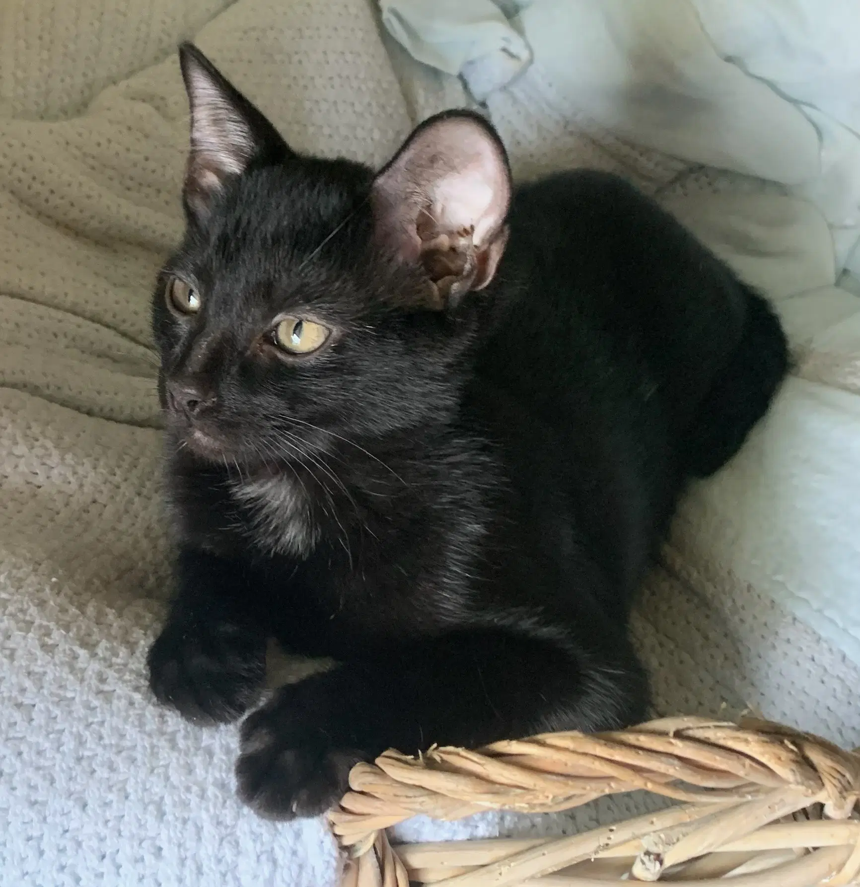 Spooktacular - Domestic Short Hair