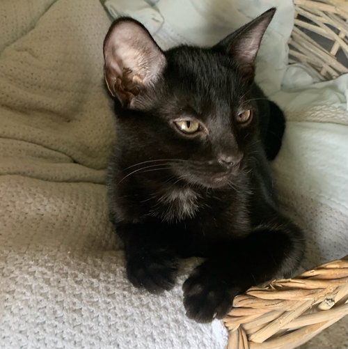 SPOOKTACULAR - Domestic Short Hair available for adoption