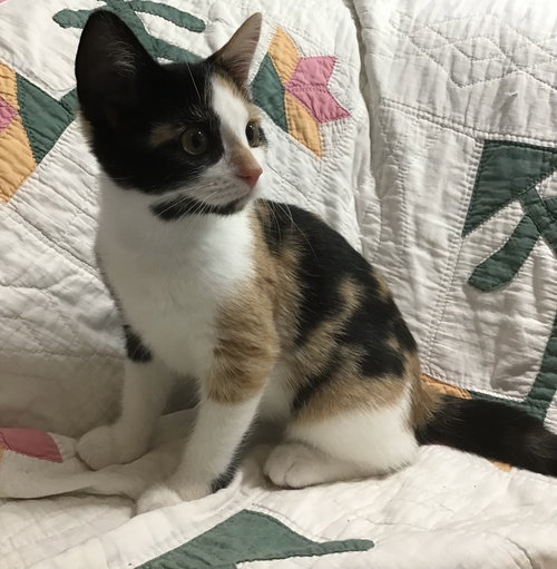 picture of the cat needing adoption