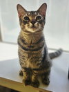 Gambit - Photo 2