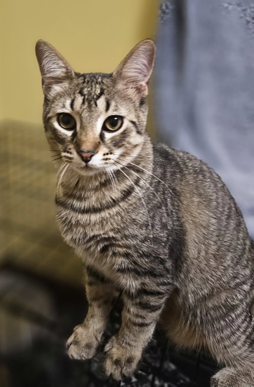 picture of the cat needing adoption