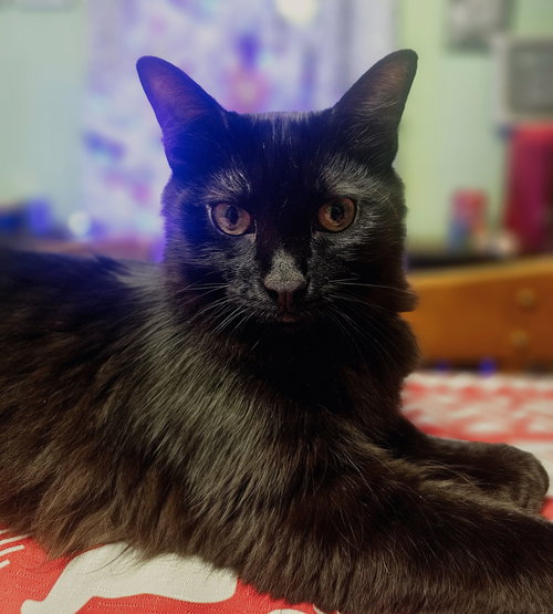 XAVIER - Domestic Long Hair available for adoption