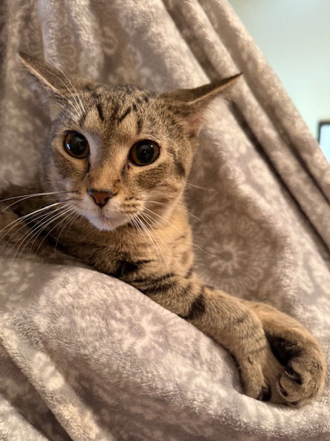 picture of the cat needing adoption